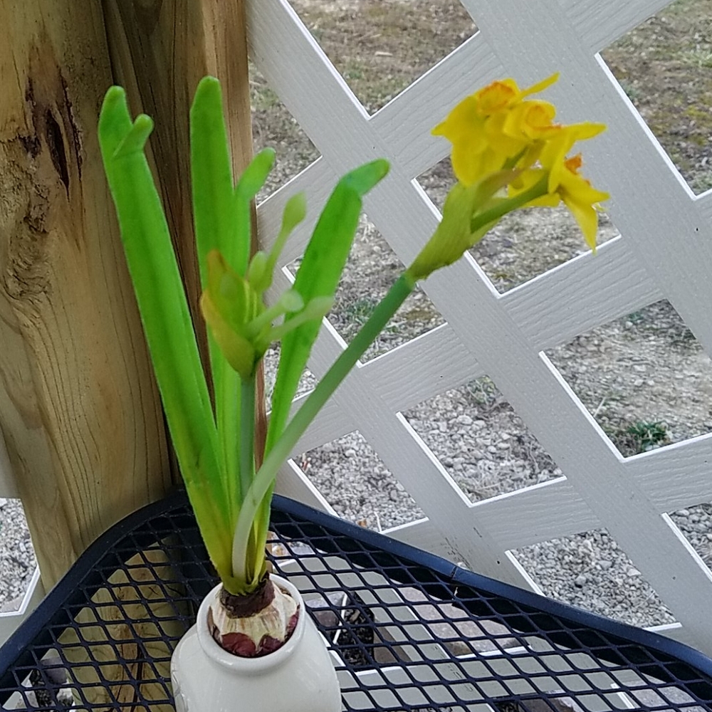 Spring Flower & Vase - Picture 6 of 6
